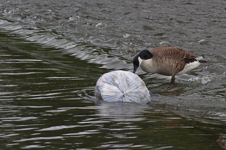 goose-4308750_960_720