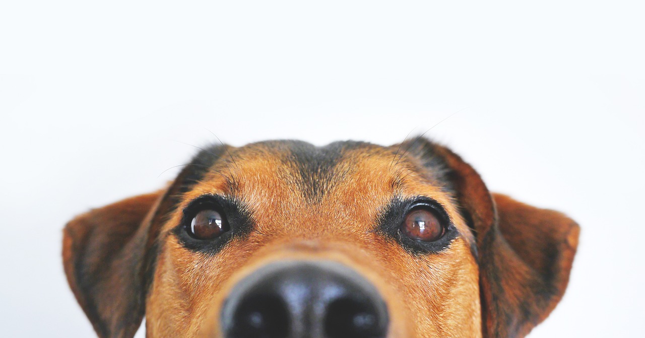 dog-838281_1280