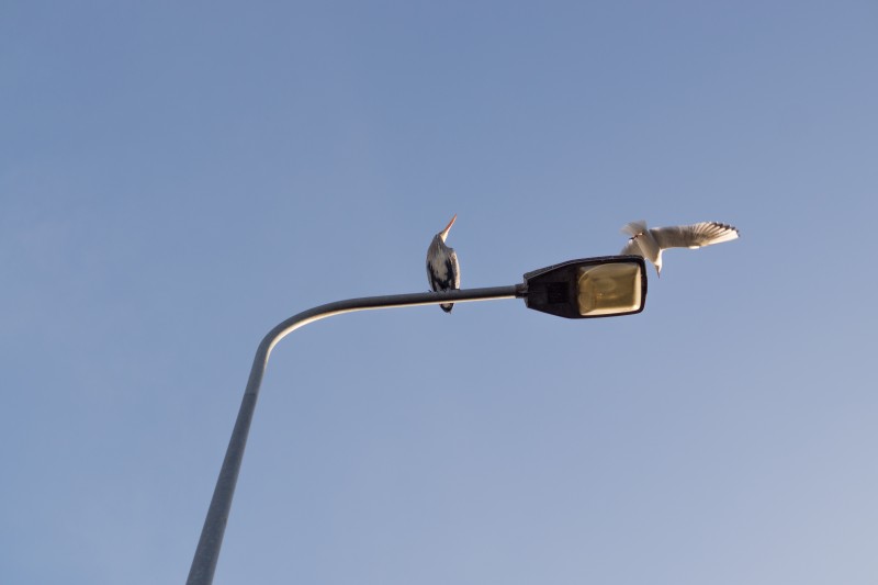 lamp
